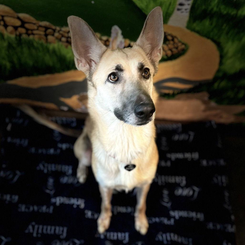 Amira, Adoptable, Adult Female German Shepherd Dog.