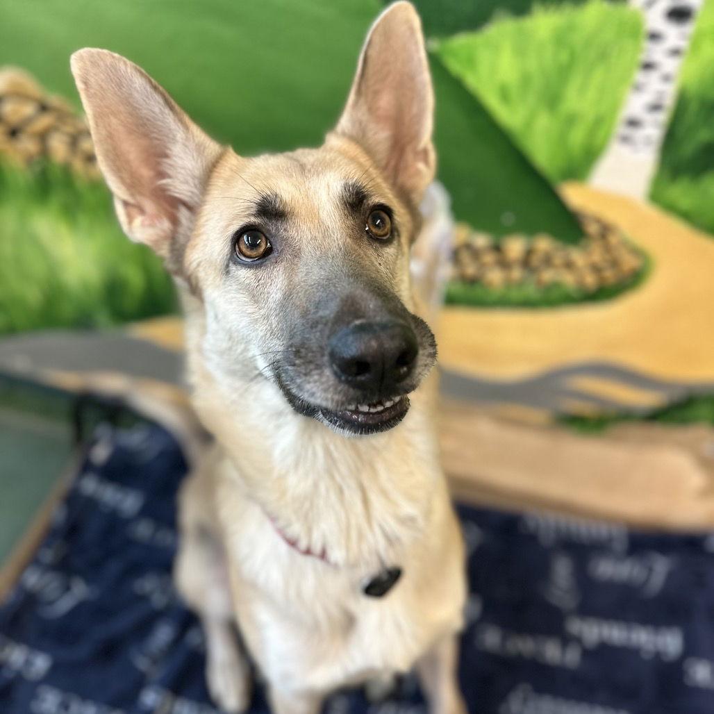 Enlarge Amira, a Adoptable German Shepherd Dog in Rohnert Park, CA image 2/2