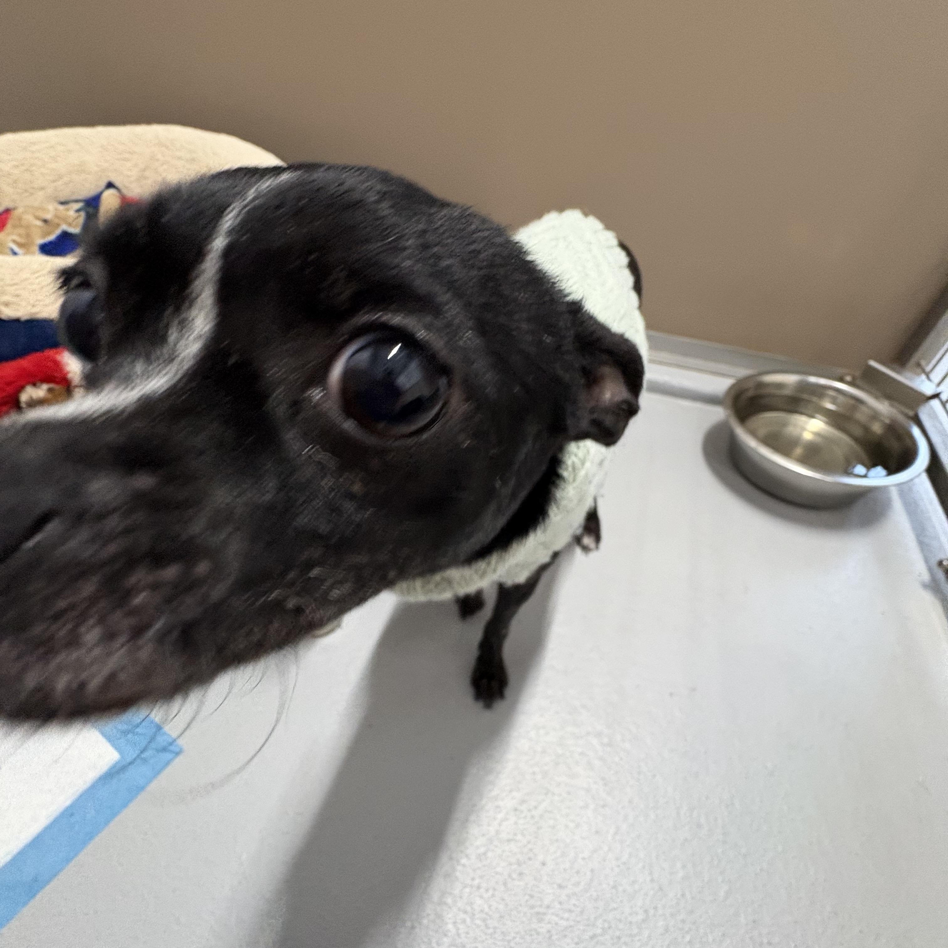 Enlarge Princess, an adopted mixed breed in Carneys Point, NJ image 5/5