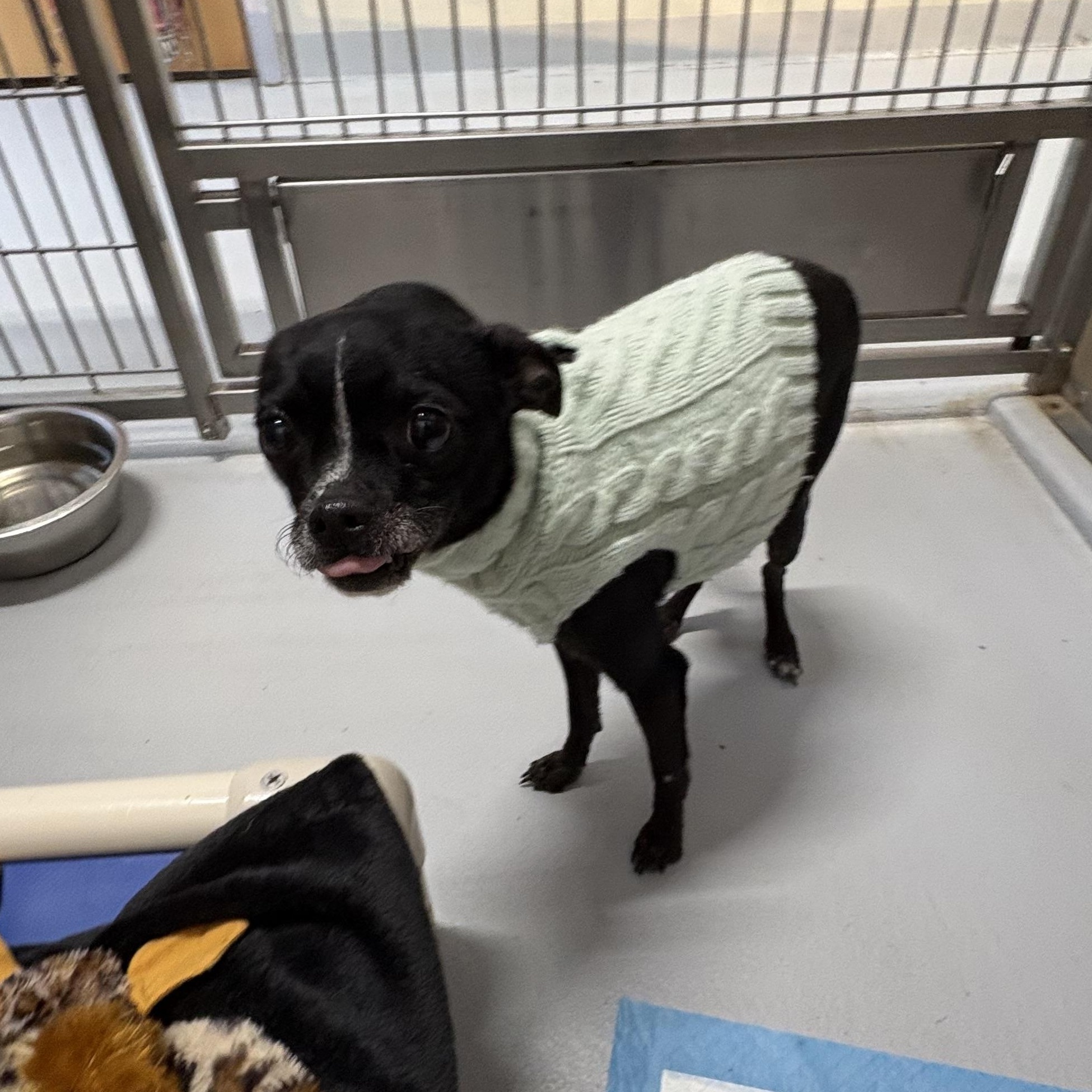 Enlarge Princess, an adopted mixed breed in Carneys Point, NJ image 3/5