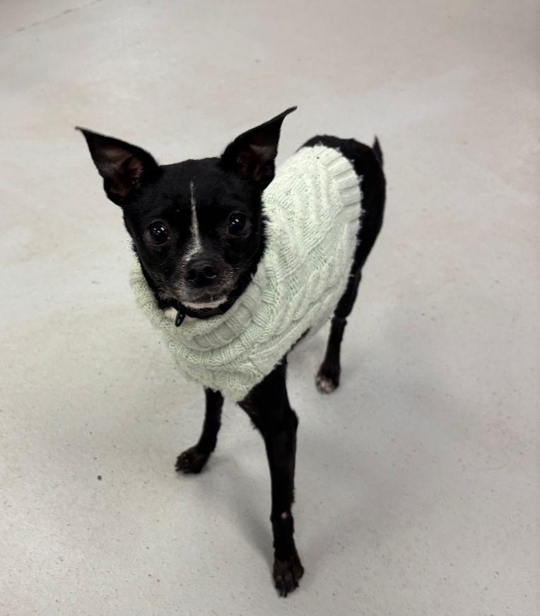 Princess, adopted, Adult Female Chihuahua.