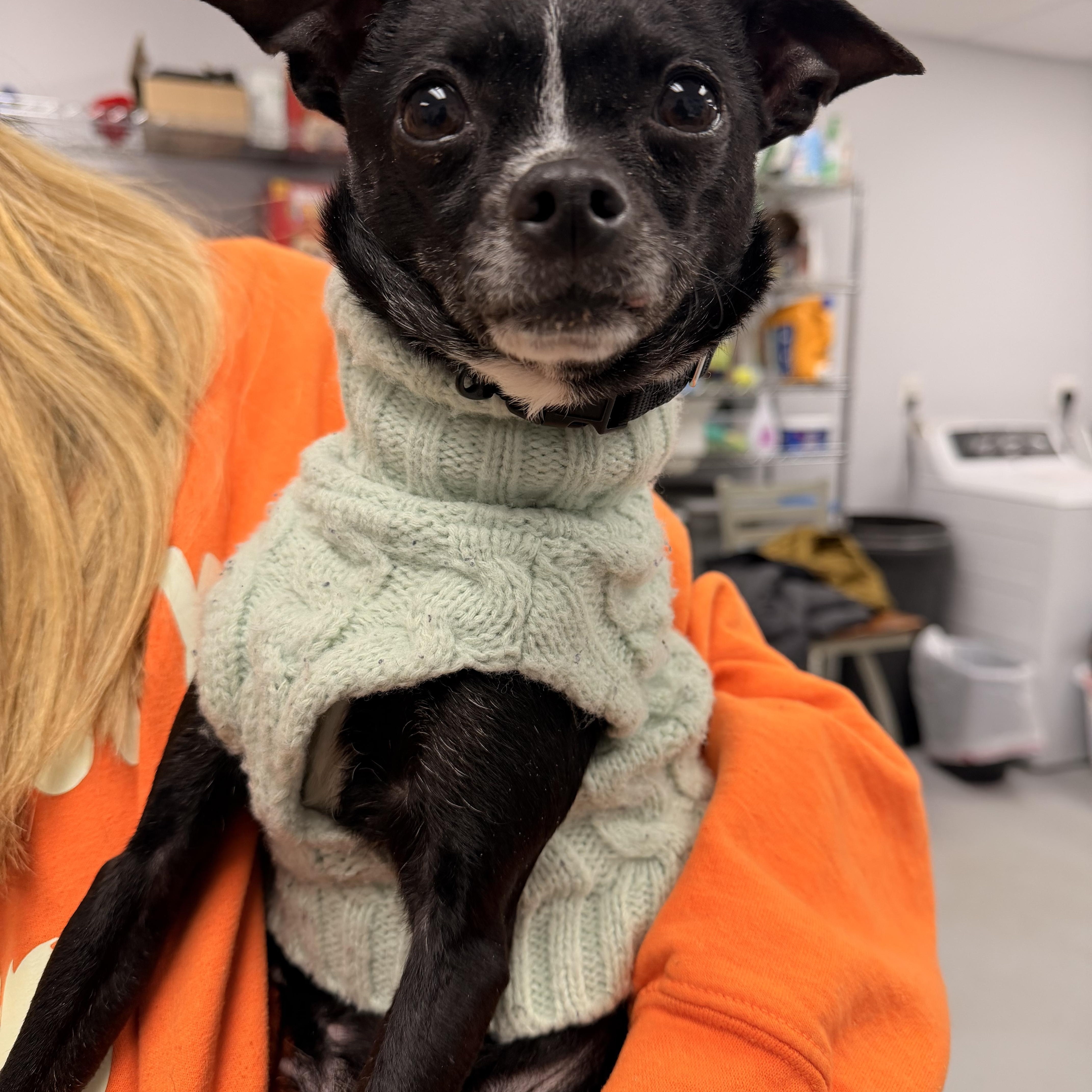 Enlarge Princess, an adopted mixed breed in Carneys Point, NJ image 4/5