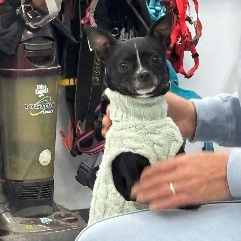 Enlarge Princess, an adopted mixed breed in Carneys Point, NJ image 2/5