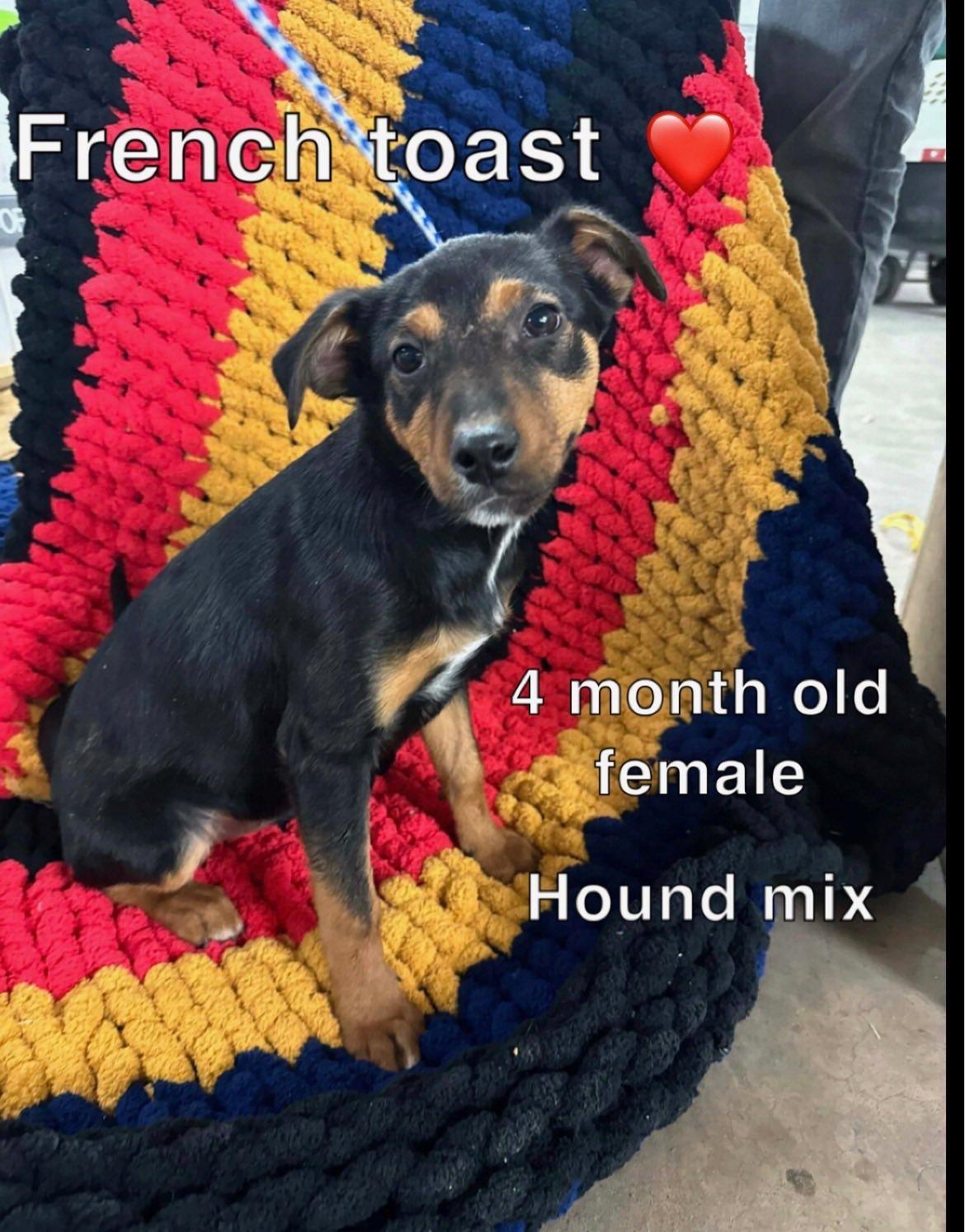French Toast, adopted, Young Female Mixed Breed.