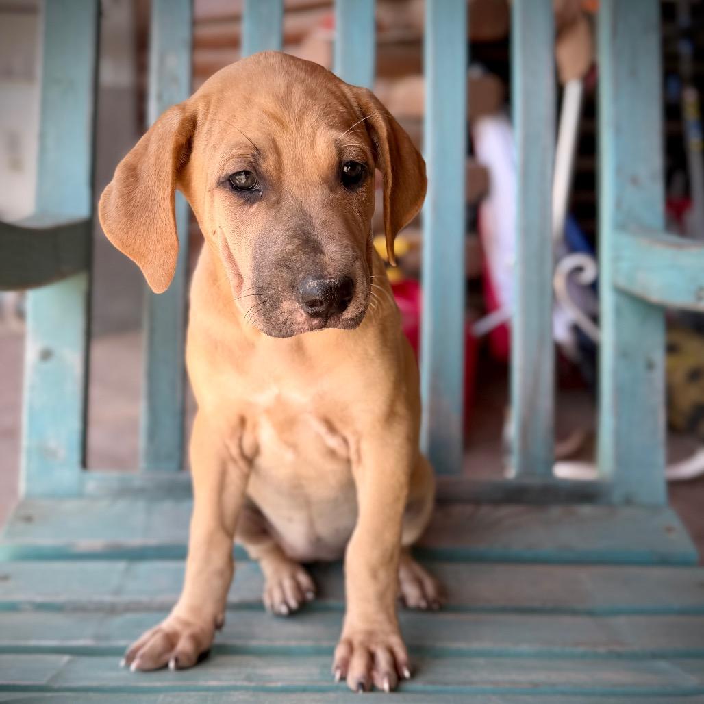 Enlarge Raisin, a ADOPTABLE Mixed Breed in Monticello, IA image 1/1