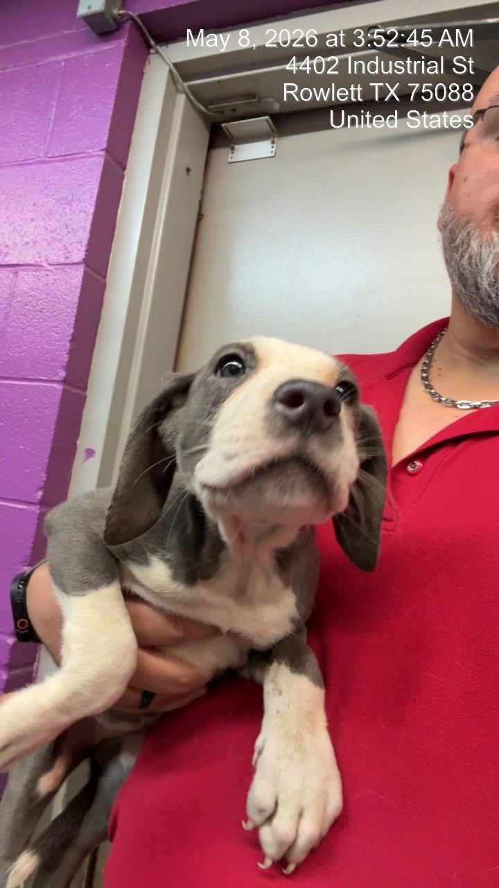 Florence Ballard, Adopted, Young Female Dogo Argentino & Border Collie.