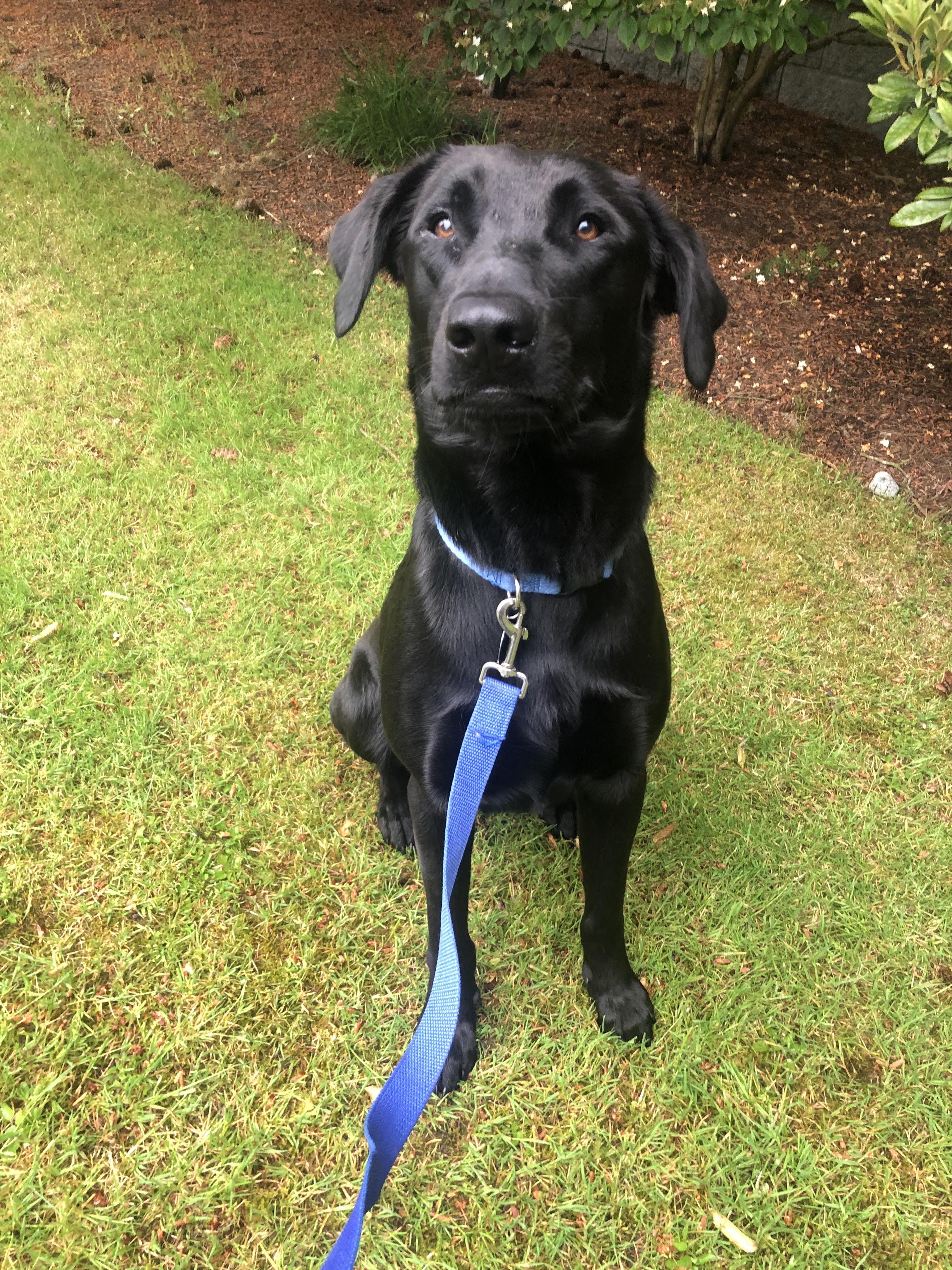 Enlarge Obelix, a Adoptable mixed breed in Coquitlam, QC image 1/3