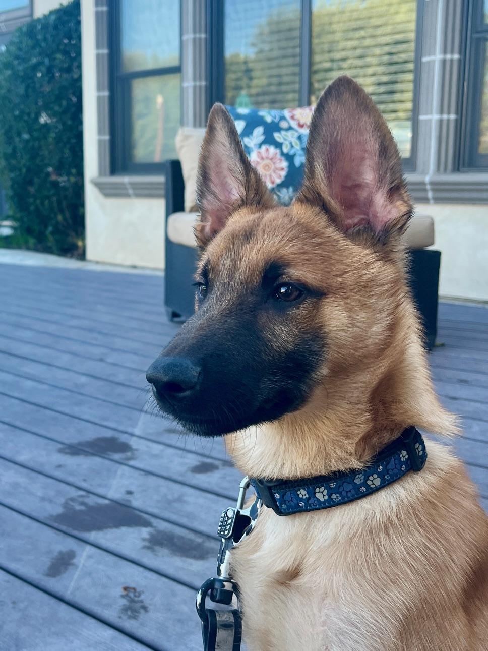 Wilson, Adopted, Young Male Belgian Shepherd / Malinois.