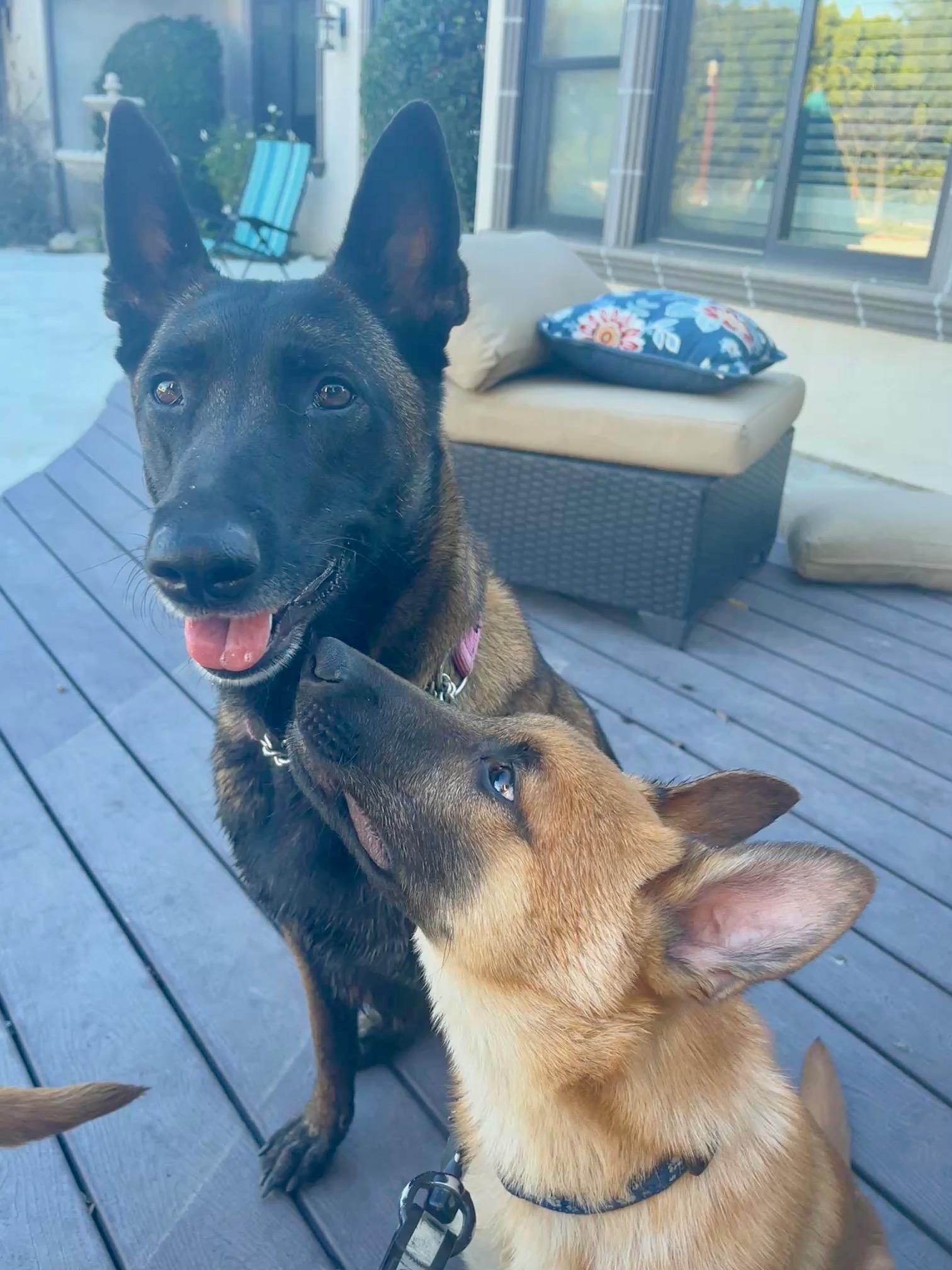 Enlarge Wilson, a Adopted mixed breed in Vancouver, WA image 3/3