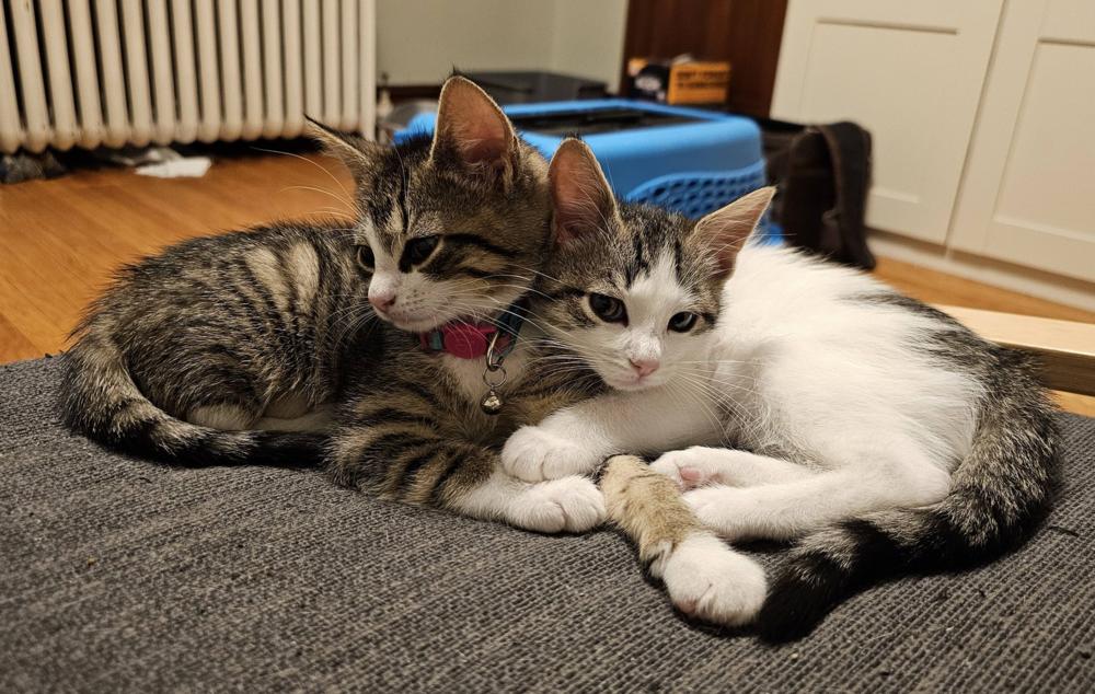 Cerulean Sea: Chauncey, a Adoptable mixed breed in Warren, CT image 1/6