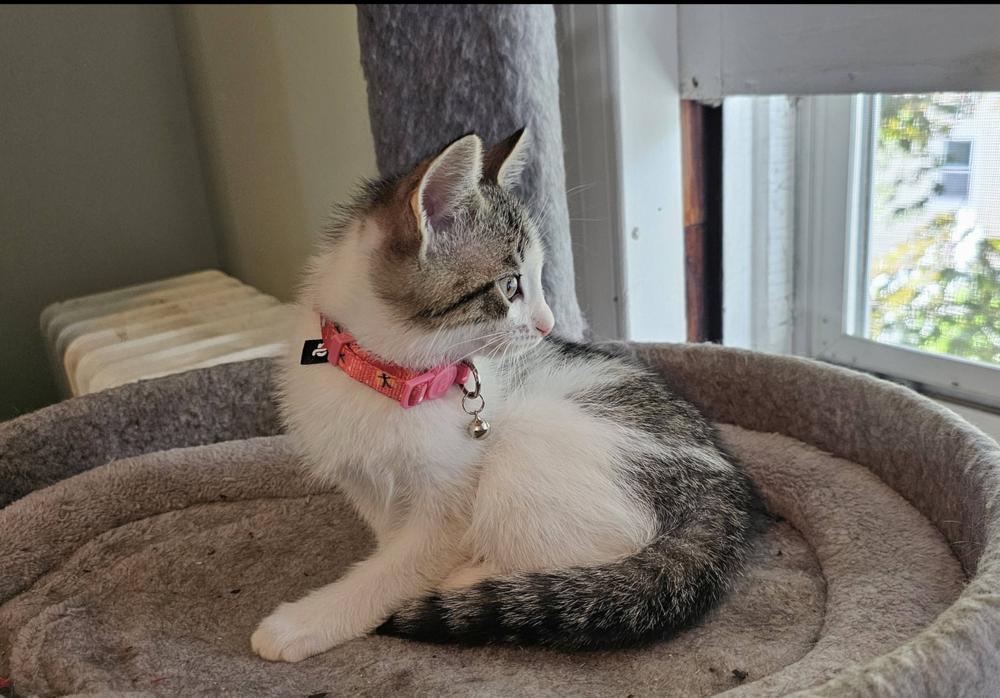 Cerulean Sea: Chauncey, a Adoptable mixed breed in Warren, CT image 2/6