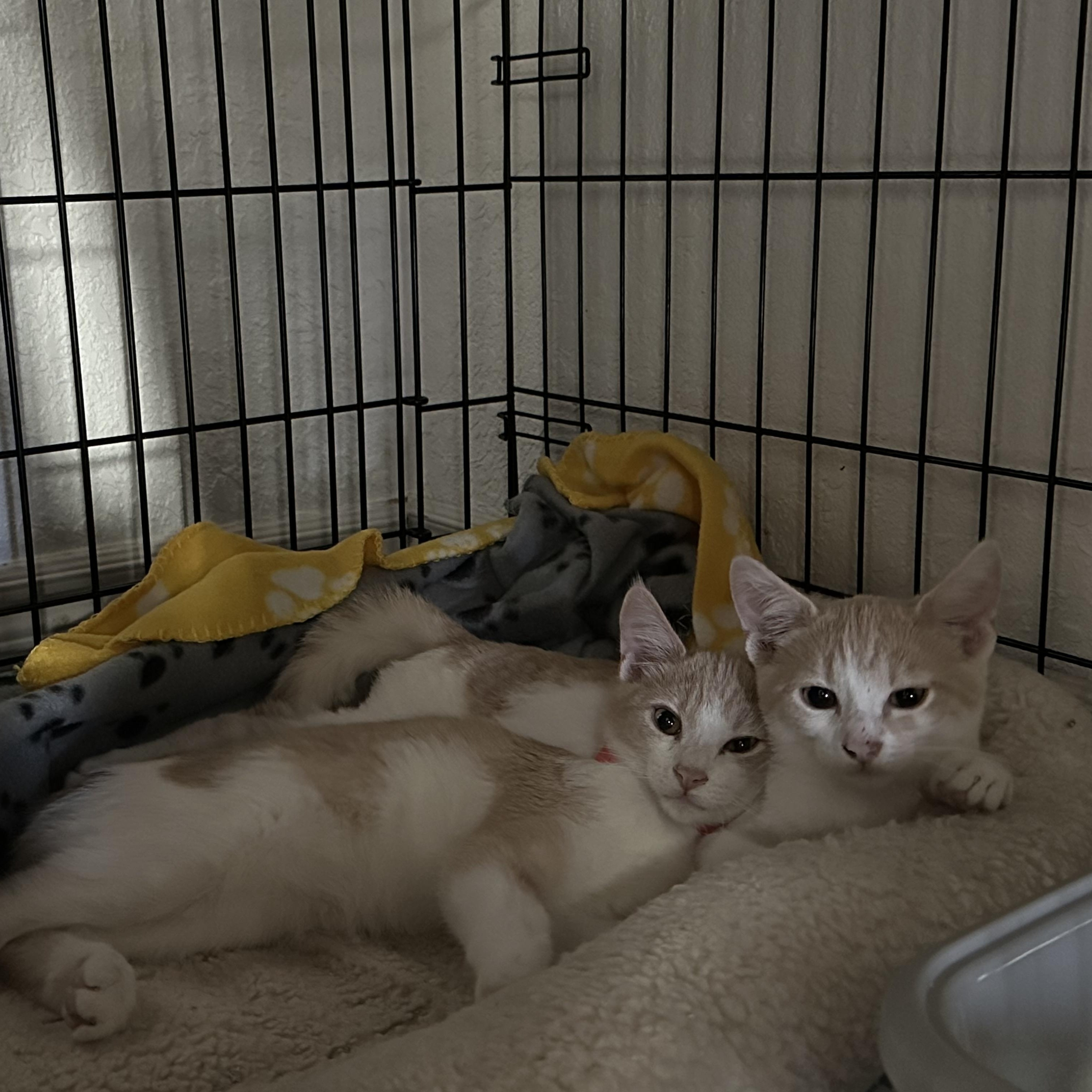 Arnold (Bonded with Danny)