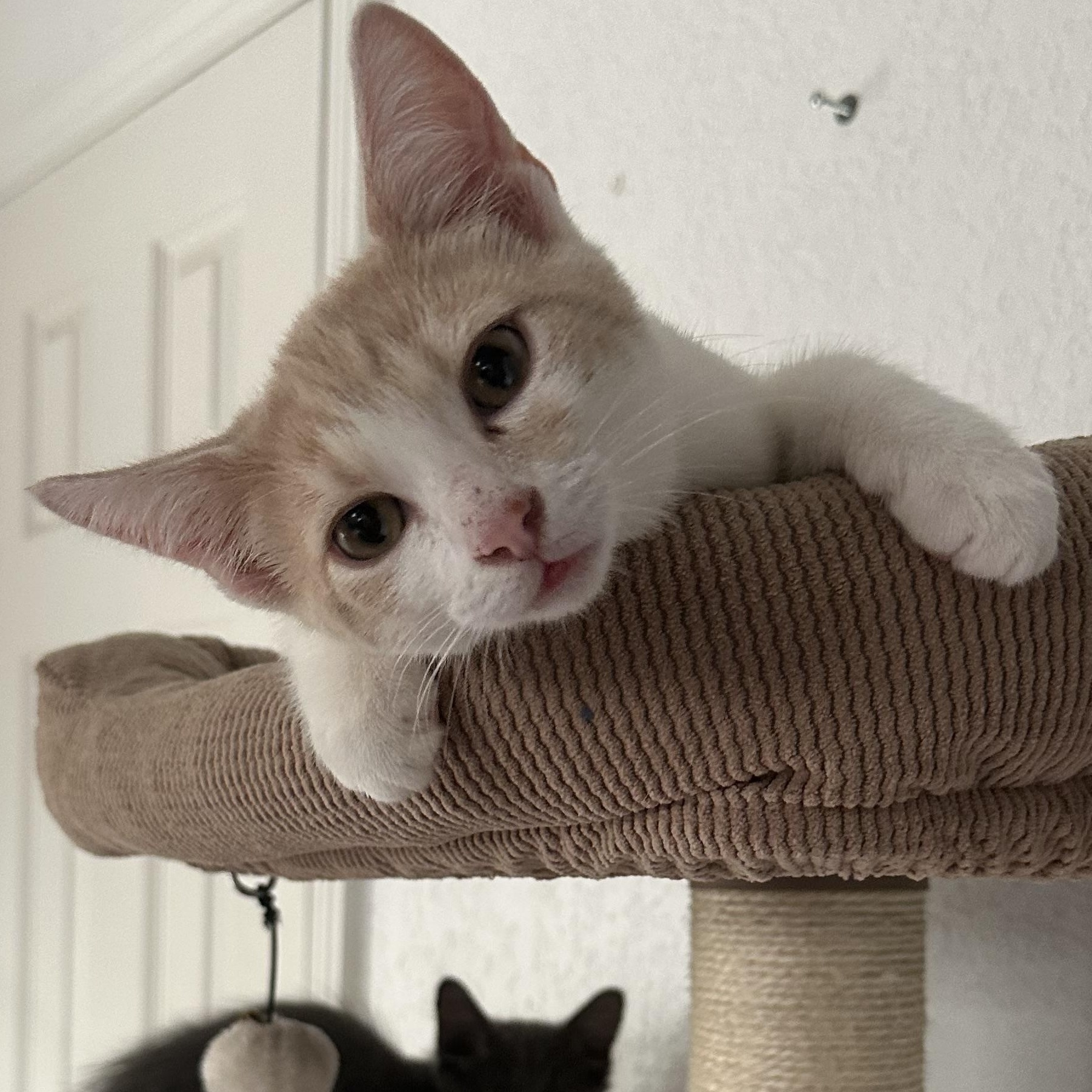 Arnold (Bonded with Danny)
