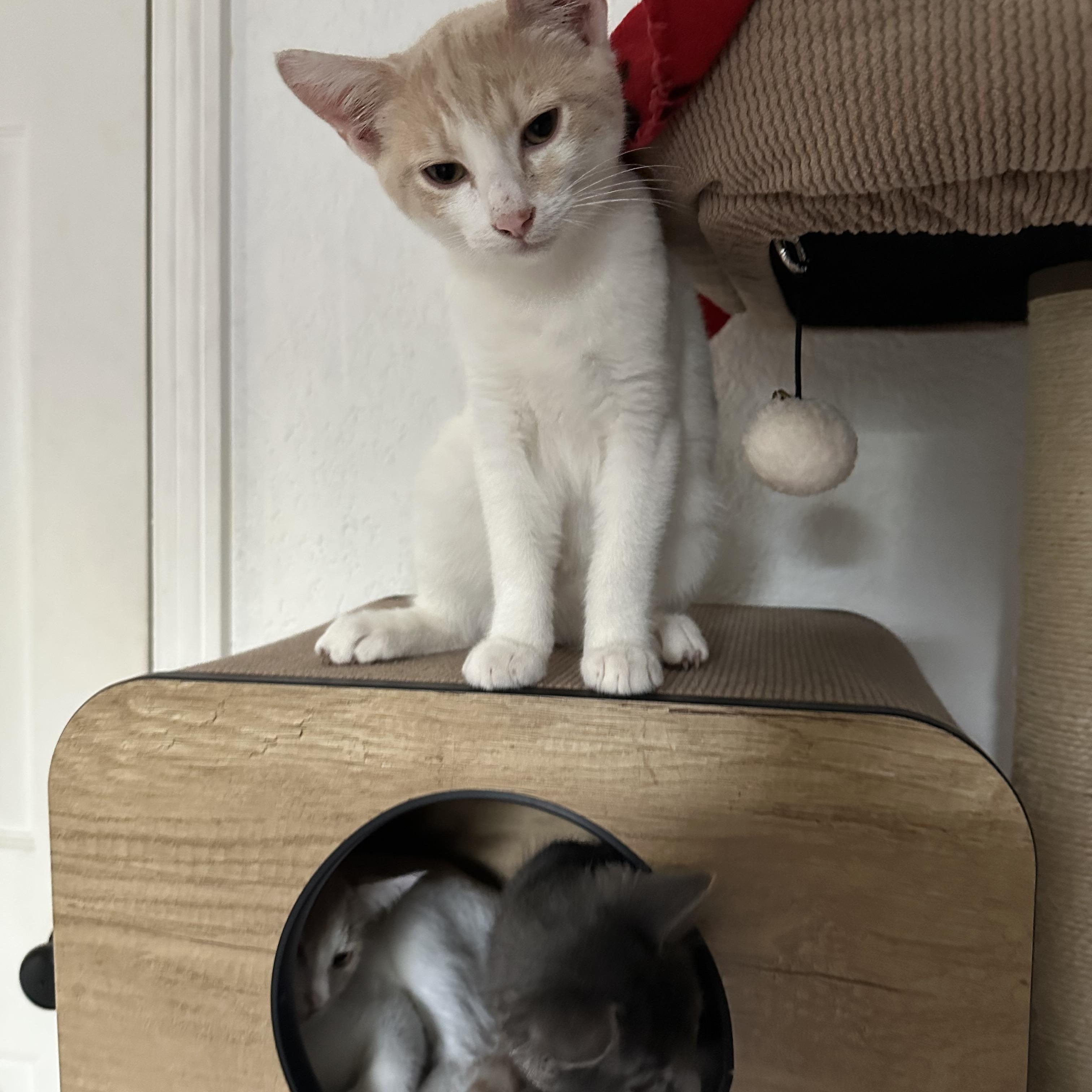 Arnold (Bonded with Danny)