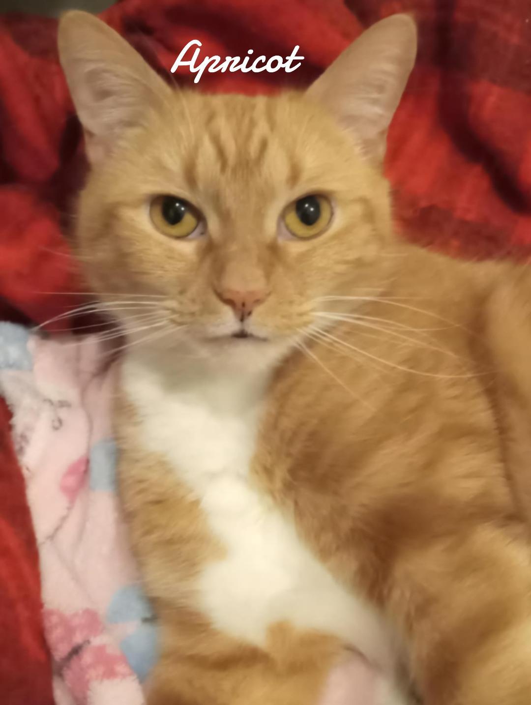 Enlarge Apricot, a Adopted Domestic Short Hair in Naugatuck, CT image 1/2