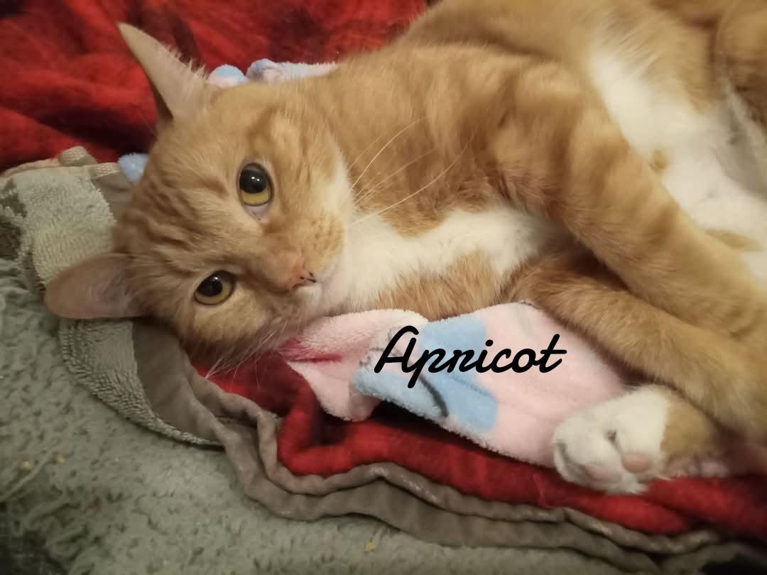 Enlarge Apricot, a Adopted Domestic Short Hair in Naugatuck, CT image 2/2