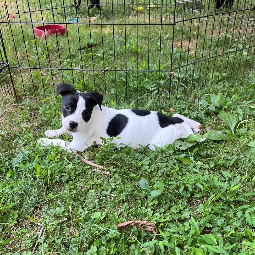 Dog for adoption Milo, a Labrador Retriever & Terrier Mix in Sewaren