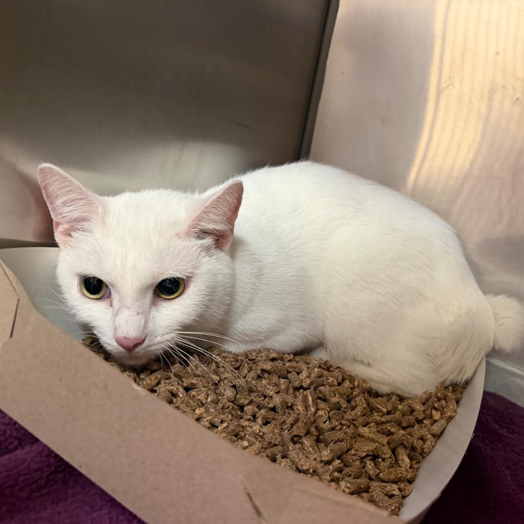 "Moonbeam", Adoptable, Young Female Domestic Short Hair.