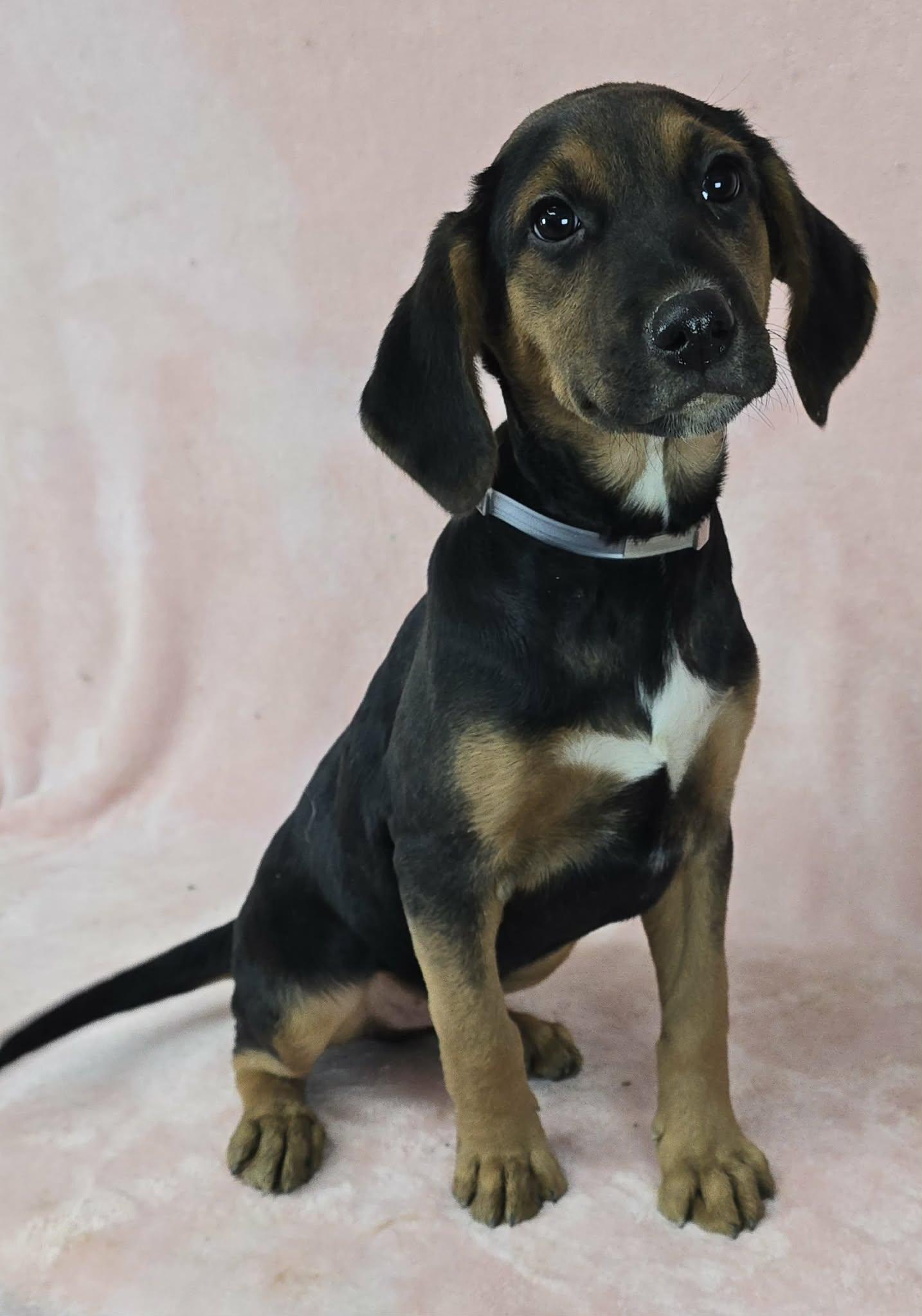 Enlarge Dusk, an adopted mixed breed in Newport, TN image 4/5