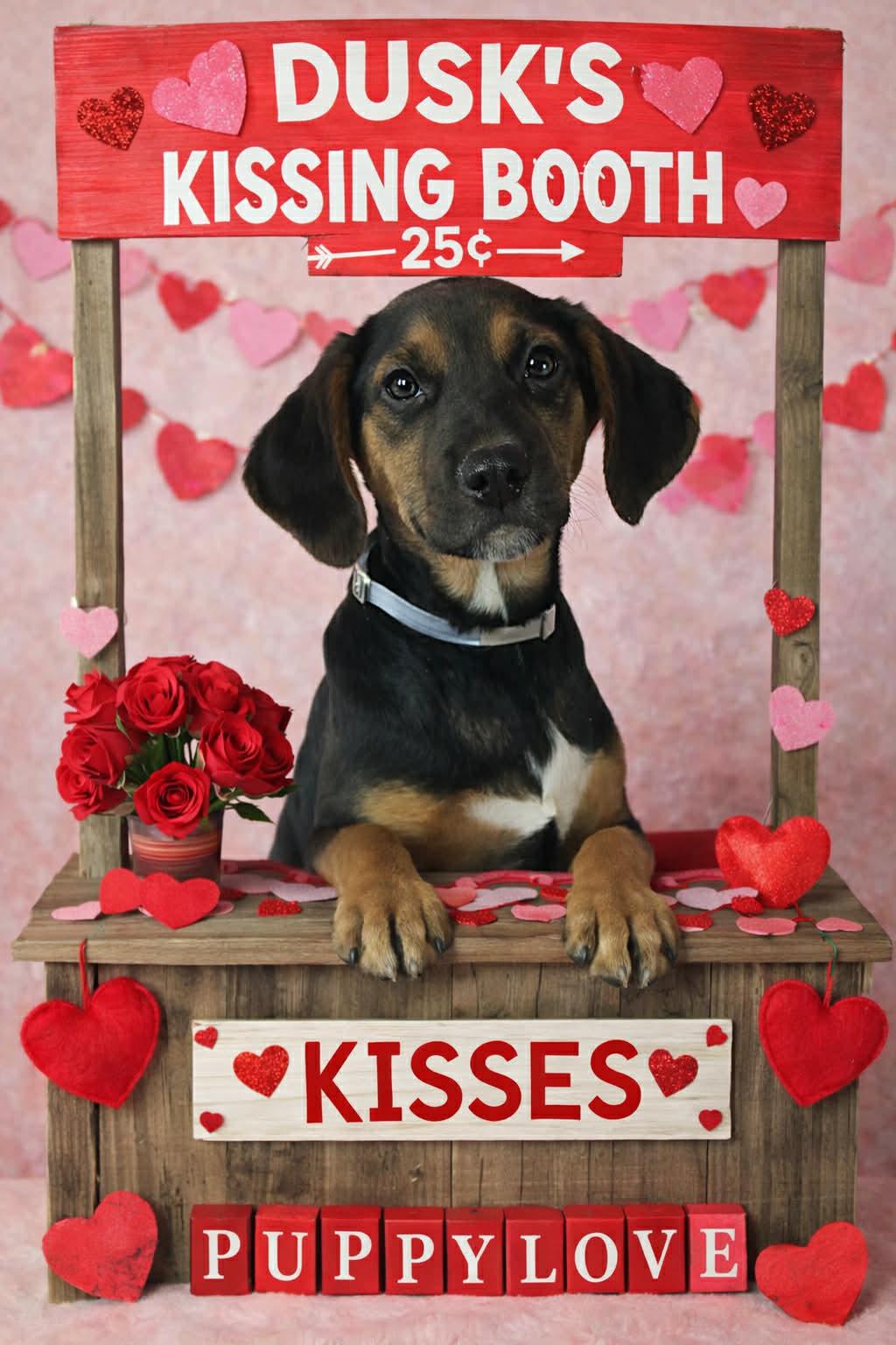 Enlarge Dusk, an adopted mixed breed in Newport, TN image 2/5