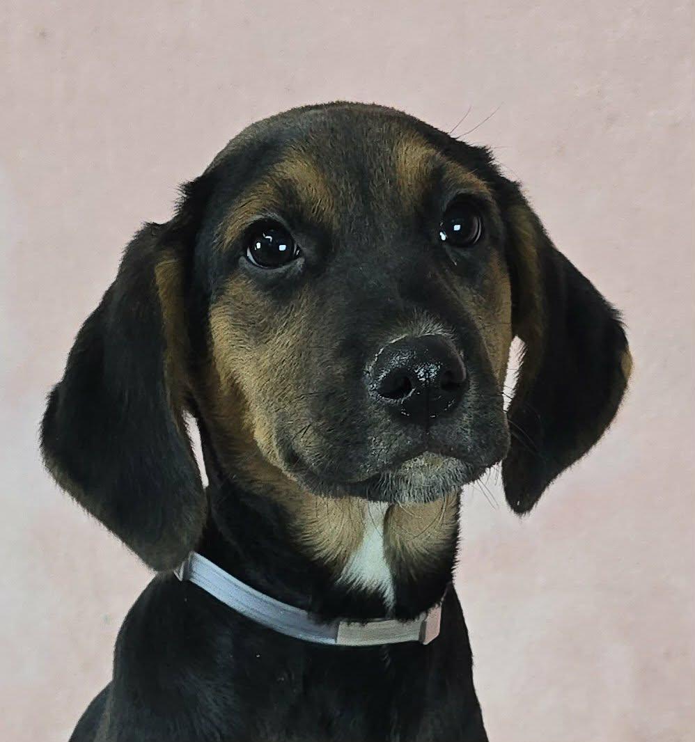 Enlarge Dusk, an adopted mixed breed in Newport, TN image 1/5