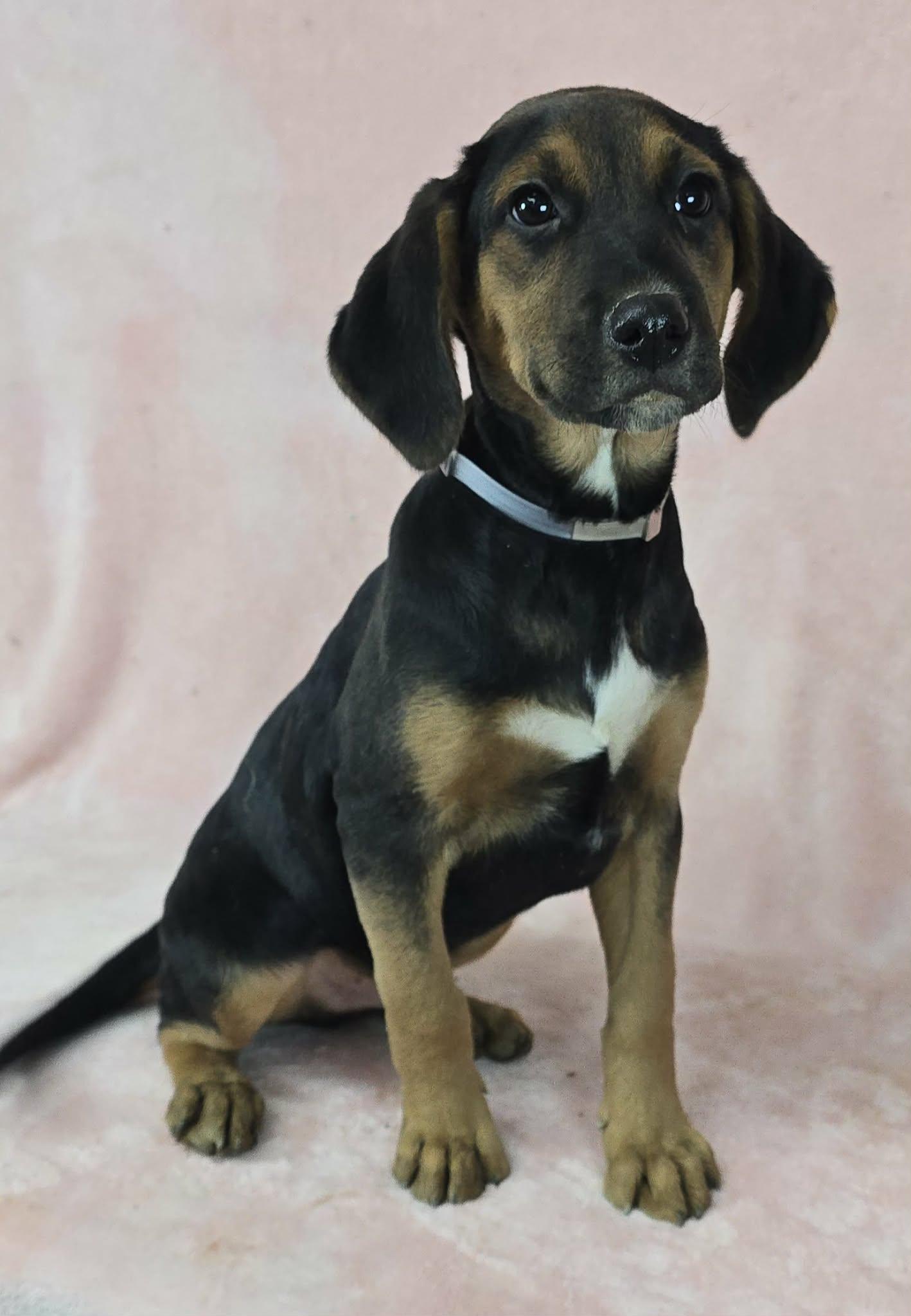 Enlarge Dusk, an adopted mixed breed in Newport, TN image 3/5