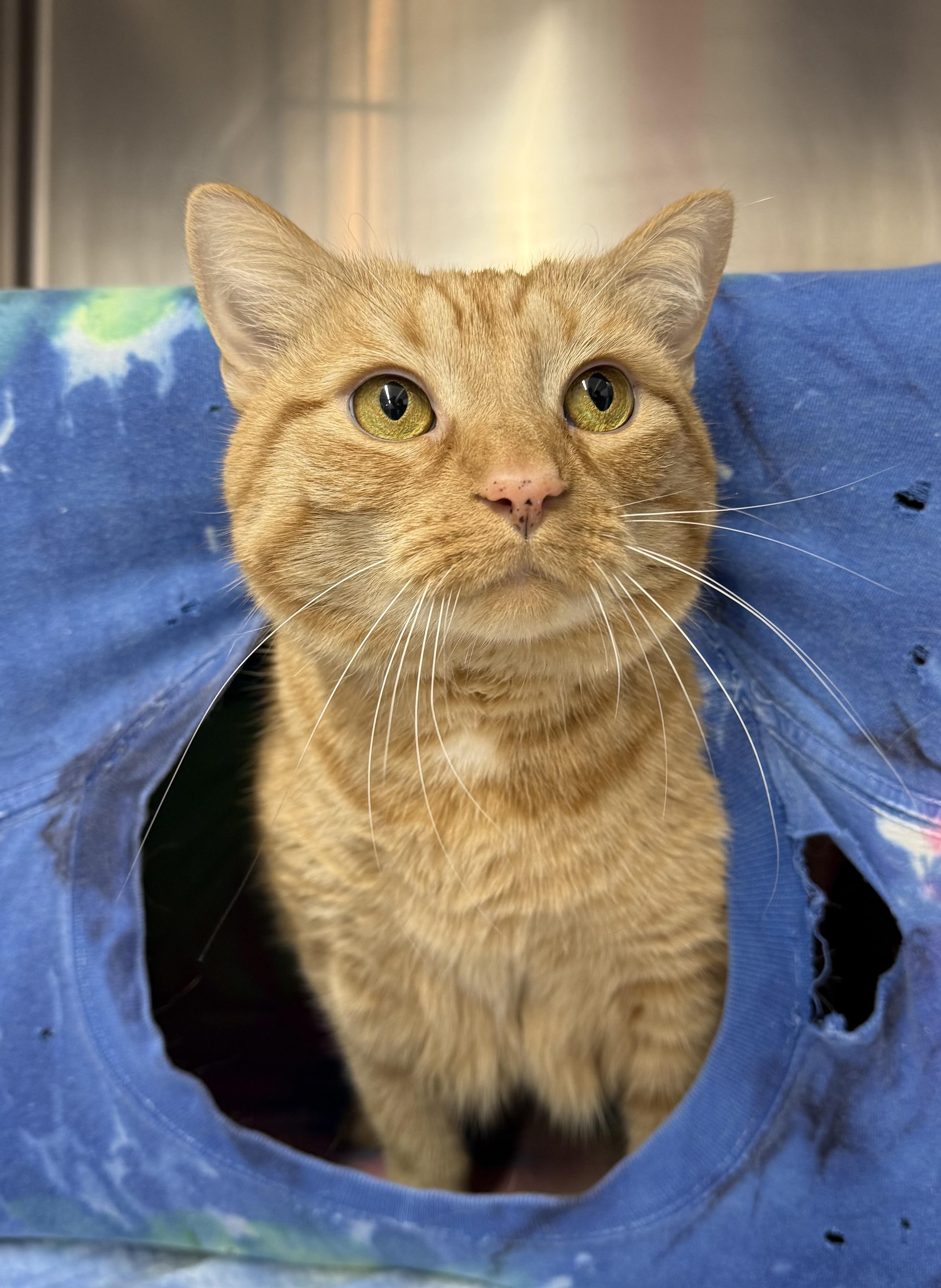 Angelique, a ADOPTABLE Domestic Short Hair in Mount Vernon, OH image 1/3