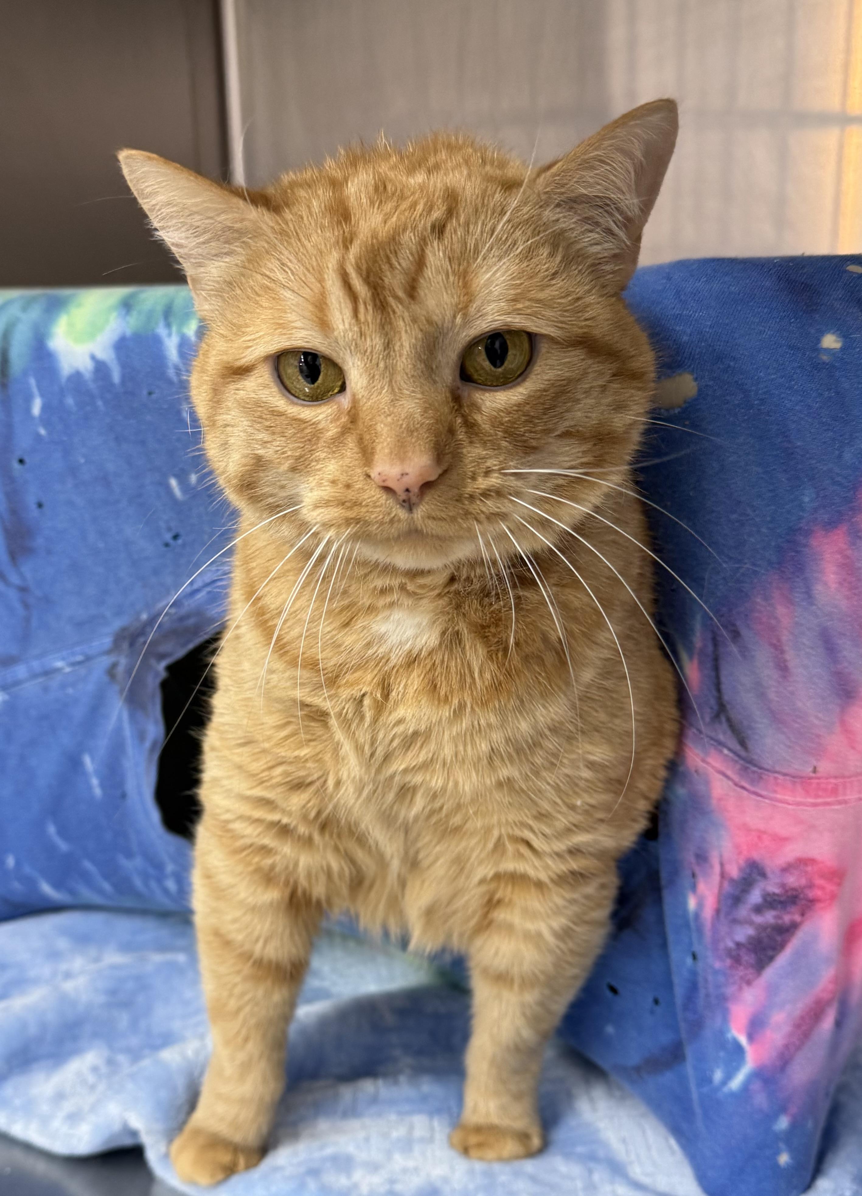 Angelique, a ADOPTABLE Domestic Short Hair in Mount Vernon, OH image 3/3