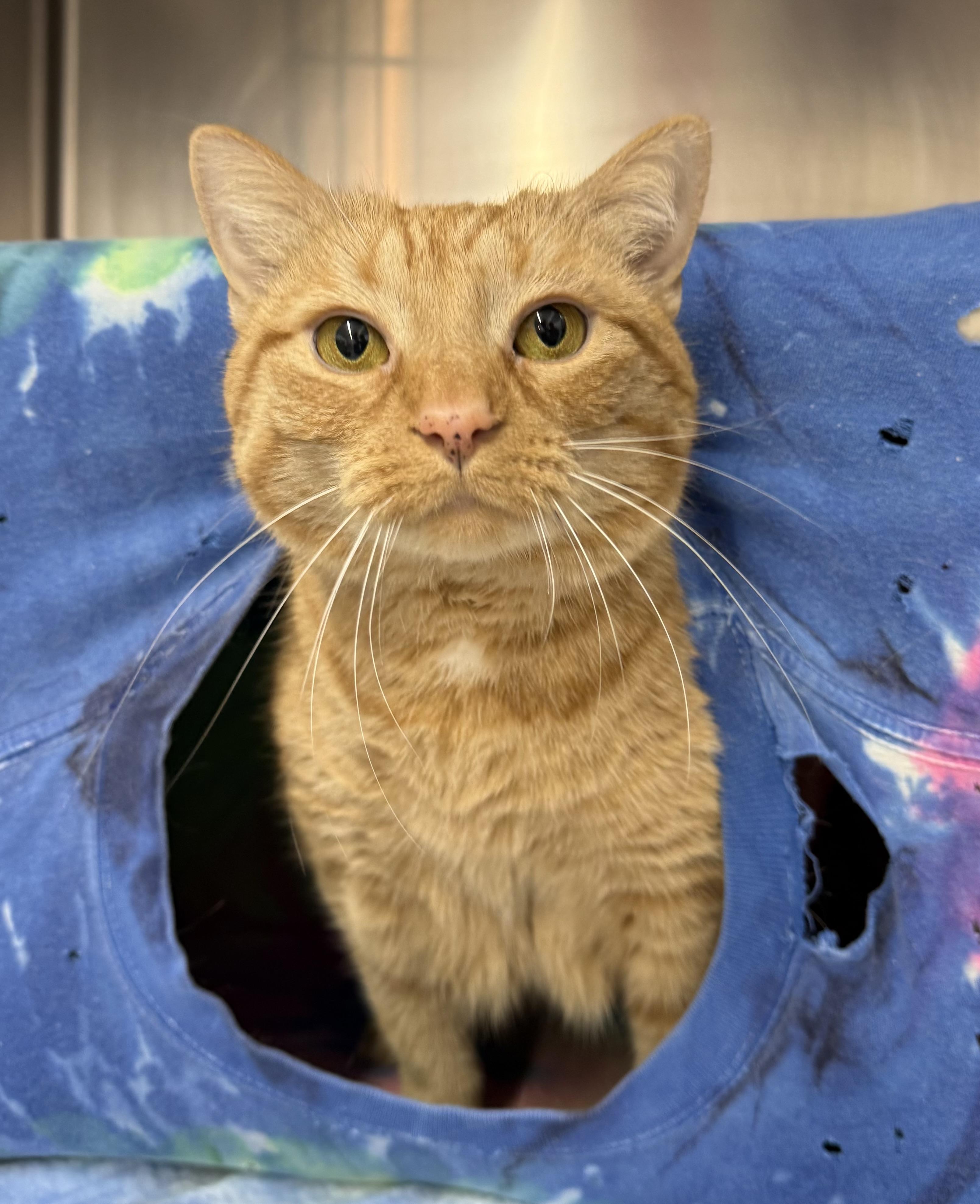 Angelique, a ADOPTABLE Domestic Short Hair in Mount Vernon, OH image 2/3