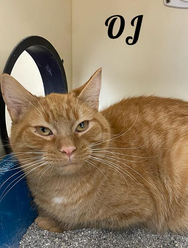 Enlarge OJ, a ADOPTABLE Domestic Short Hair in Manistee, MI image 2/2