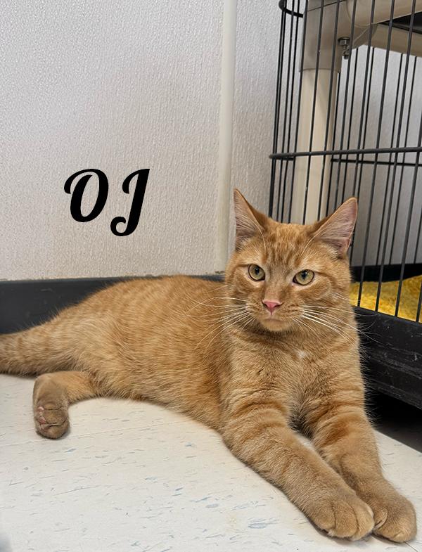 OJ, ADOPTABLE, Young Male Domestic Short Hair.