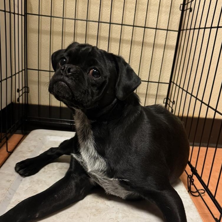 BB8, adopted, Adult Male Pug.