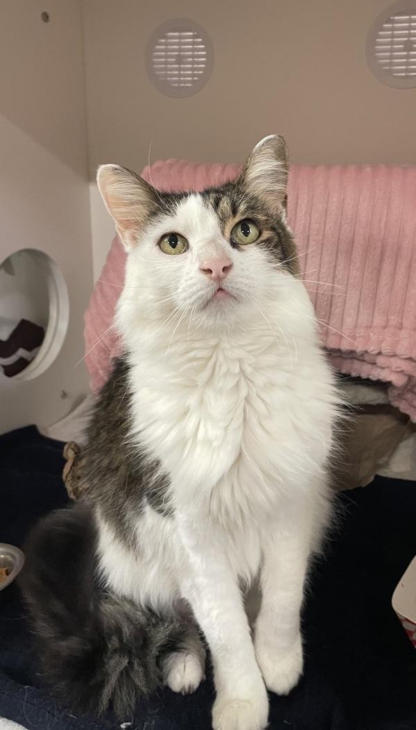 KC, Adoptable, Senior Female Domestic Long Hair.