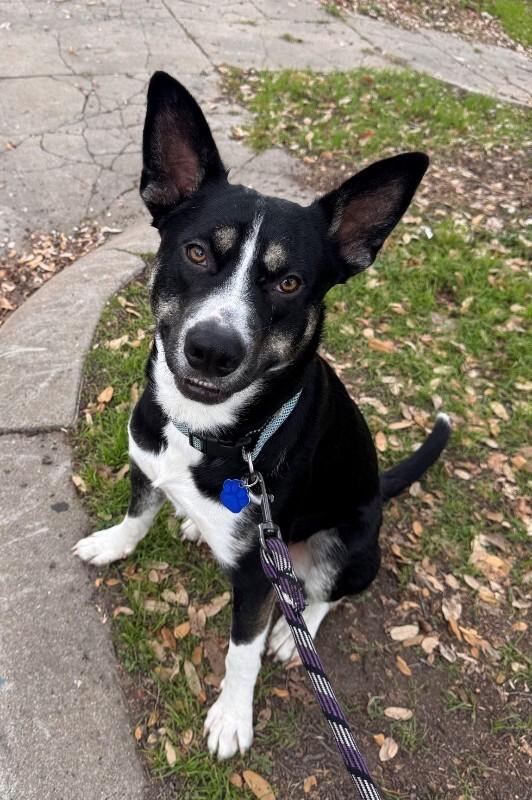 Enlarge Goose, a Adoptable Husky in Austin, TX image 1/5