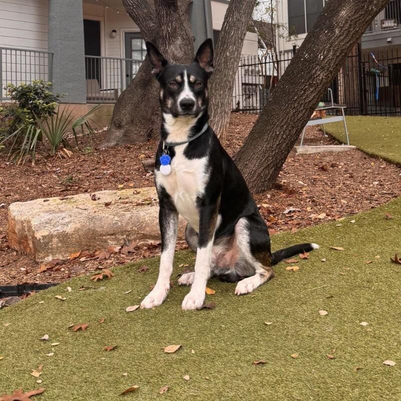 Enlarge Goose, a Adoptable Husky in Austin, TX image 3/5