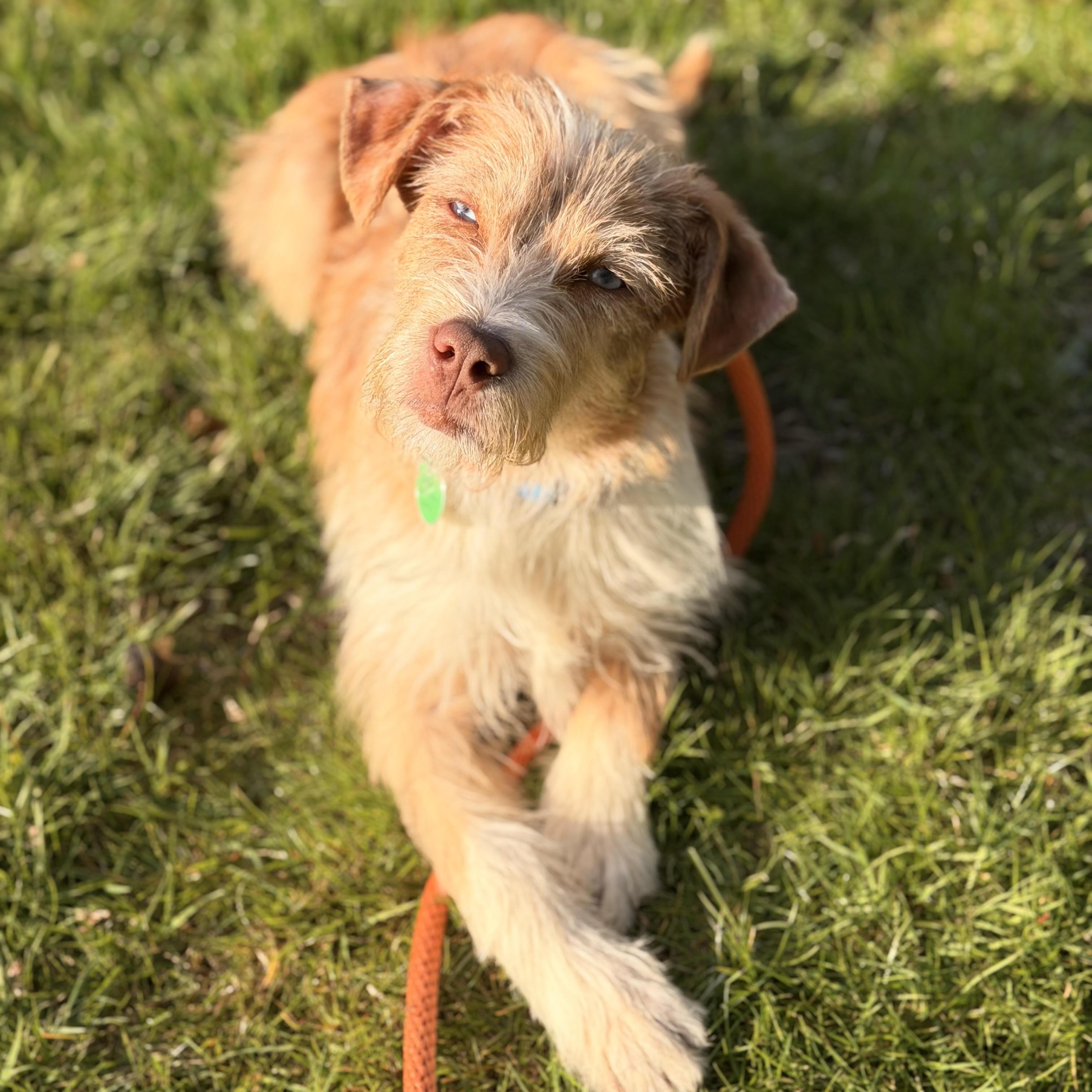 Enlarge Callie, an adopted mixed breed in Sparta, NJ image 2/5