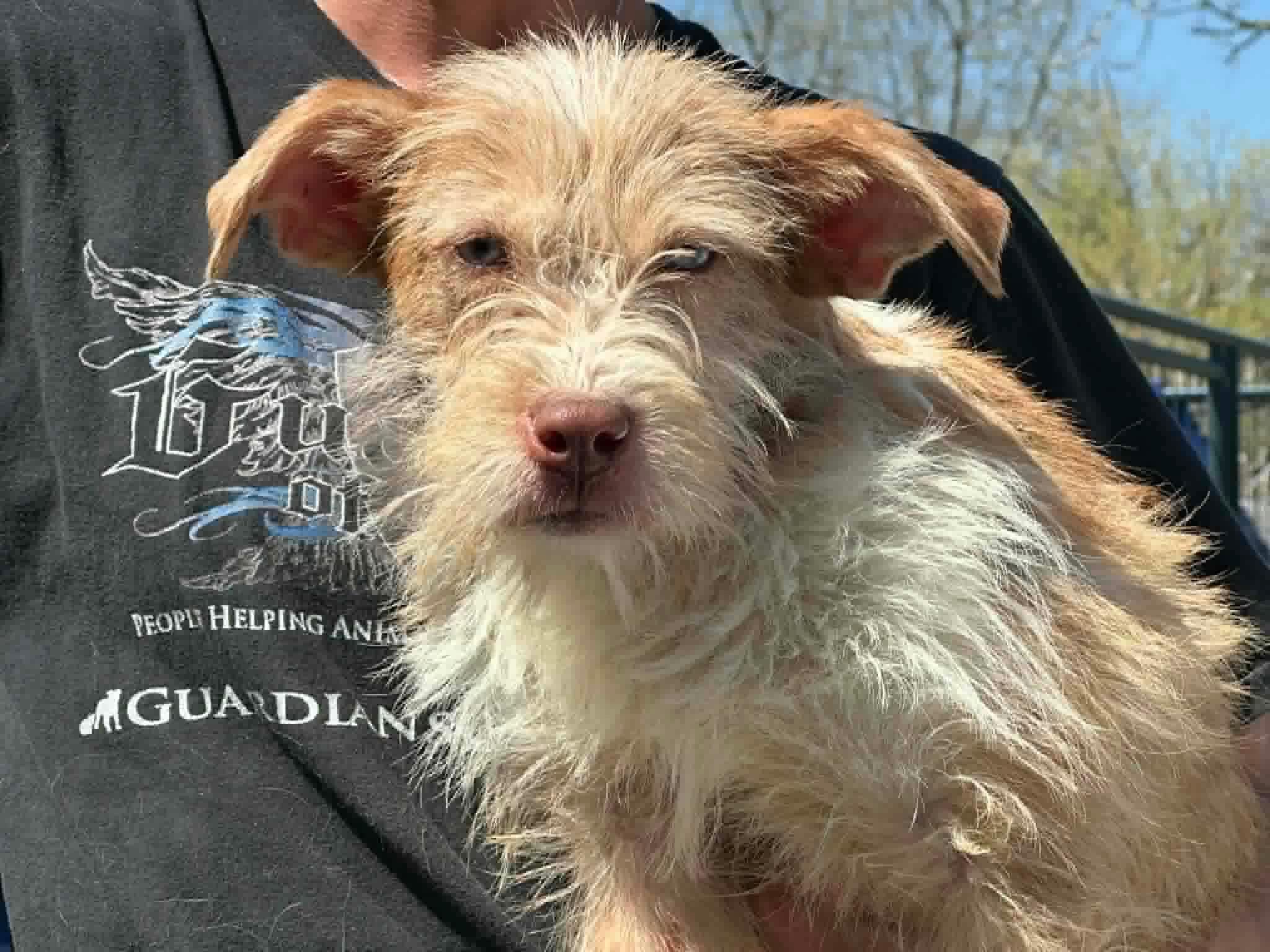 Enlarge Callie, an adopted mixed breed in Sparta, NJ image 5/5