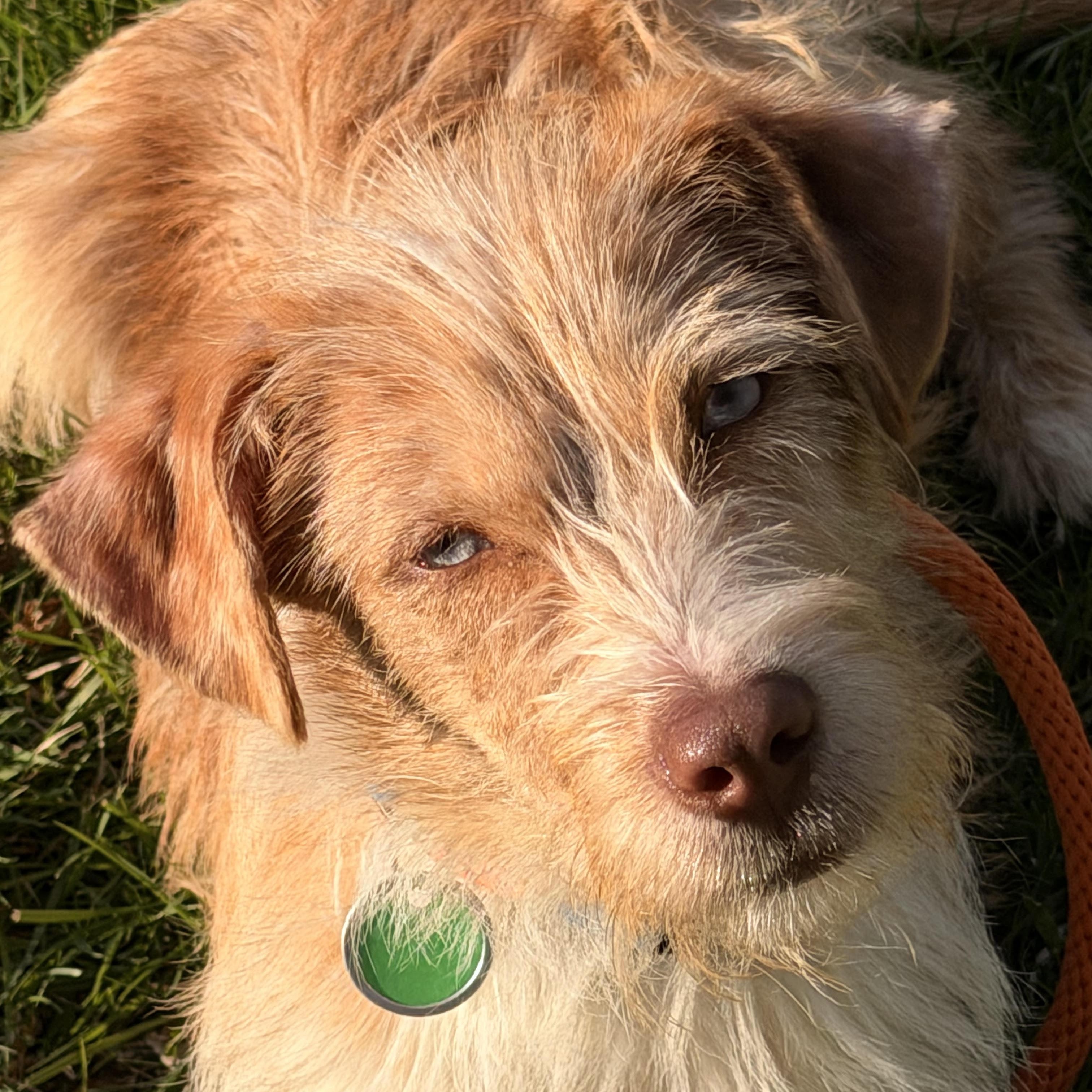 Enlarge Callie, an adopted mixed breed in Sparta, NJ image 4/5