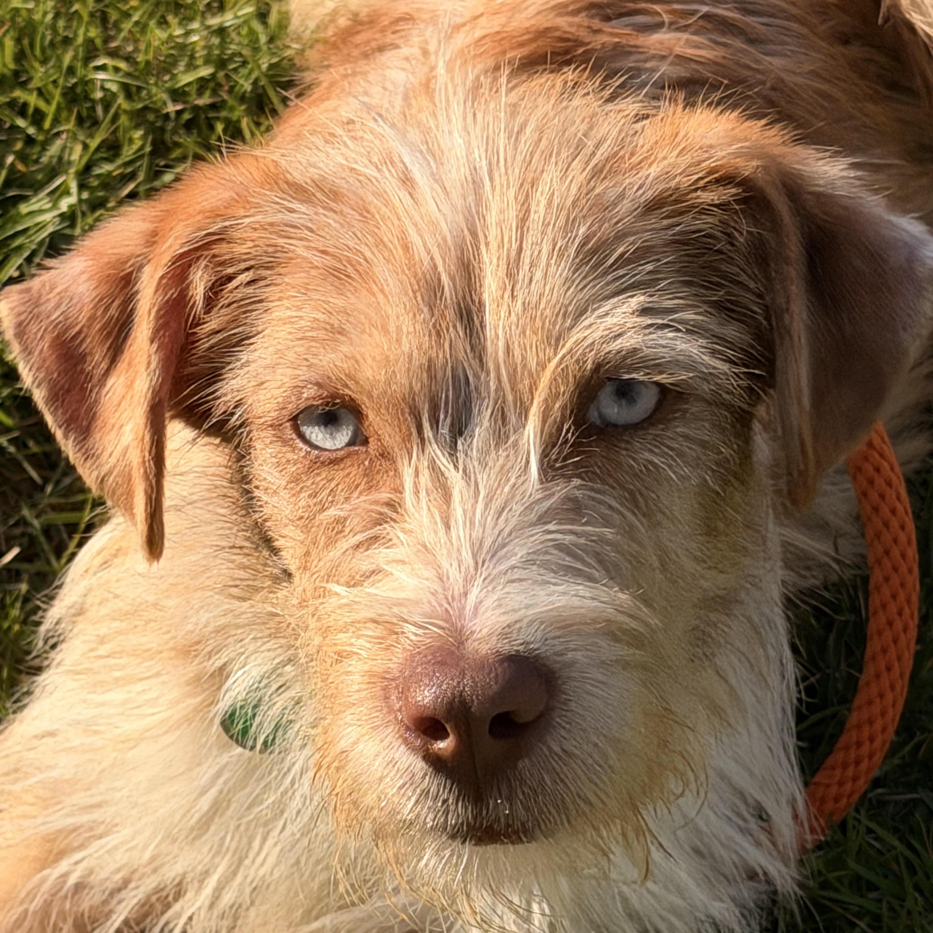 Enlarge Callie, an adopted mixed breed in Sparta, NJ image 3/5