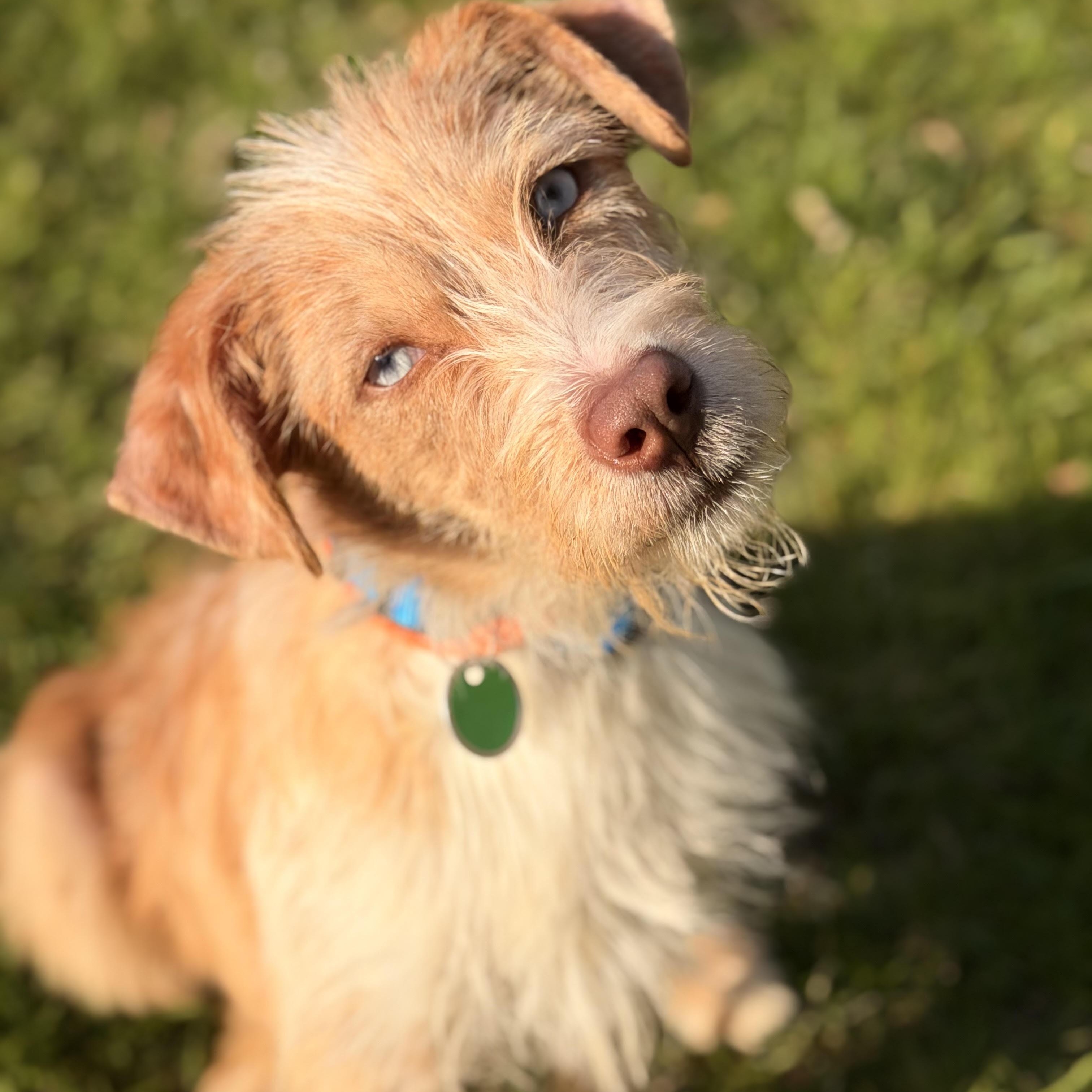 Callie, adopted, Young Female Australian Shepherd & Australian Terrier.