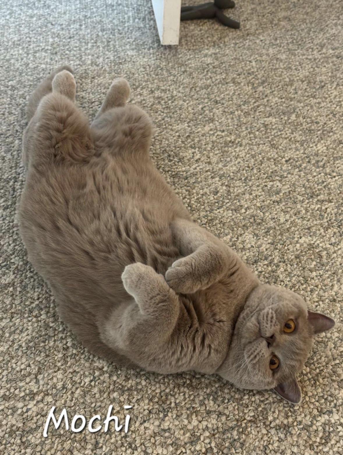 Enlarge Mochi, a ADOPTABLE British Shorthair in Redondo Beach, CA image 3/5