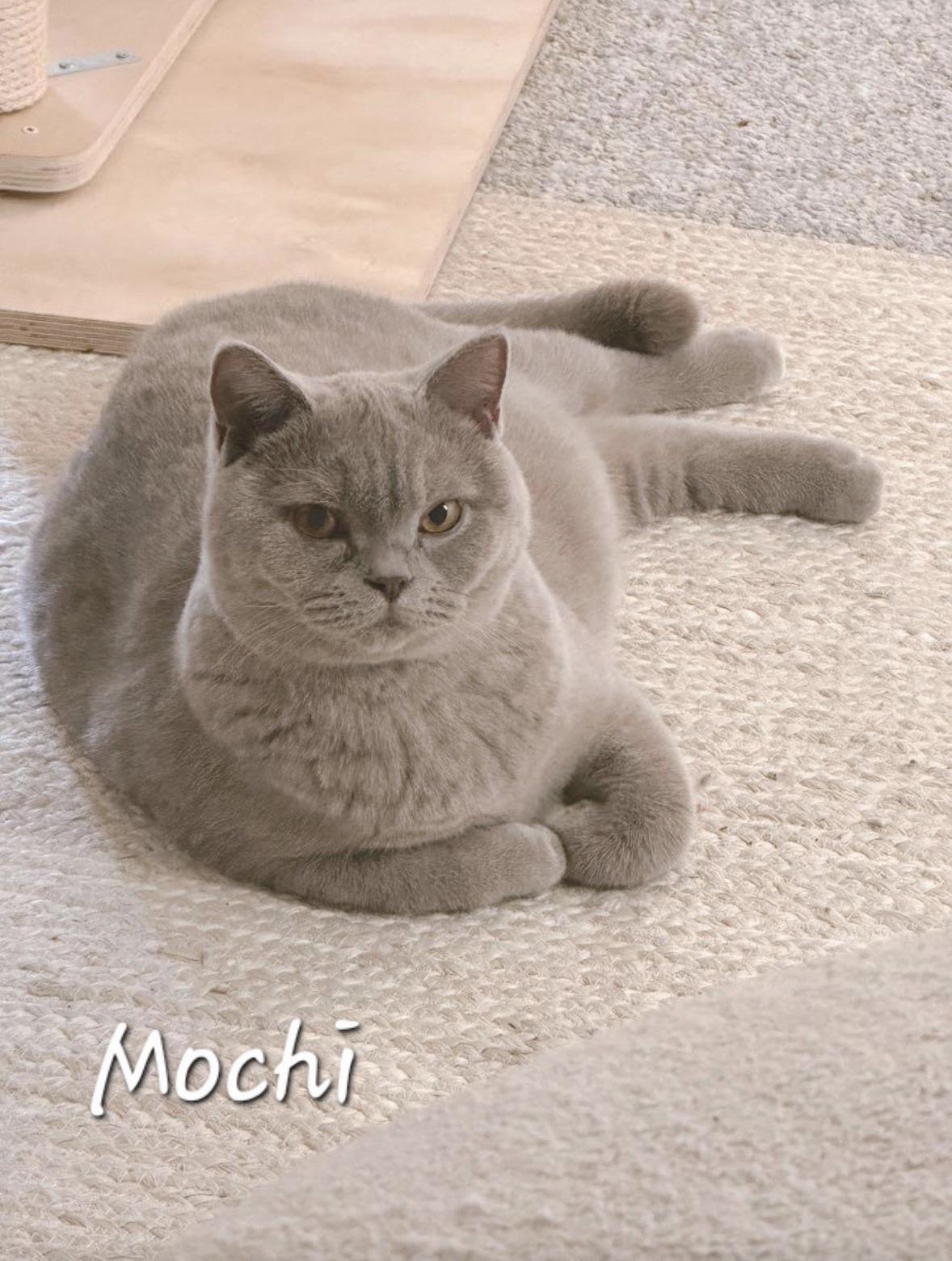 Enlarge Mochi, a ADOPTABLE British Shorthair in Redondo Beach, CA image 5/5