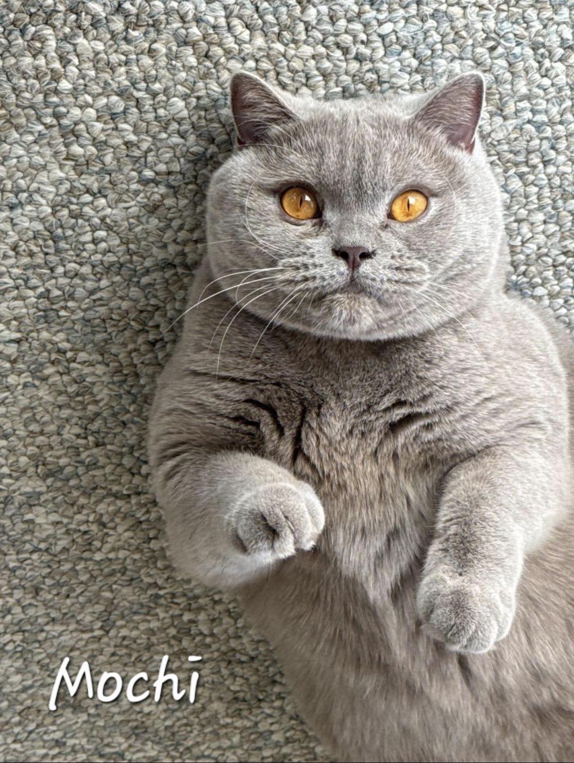 Mochi, ADOPTABLE, Young Male British Shorthair.