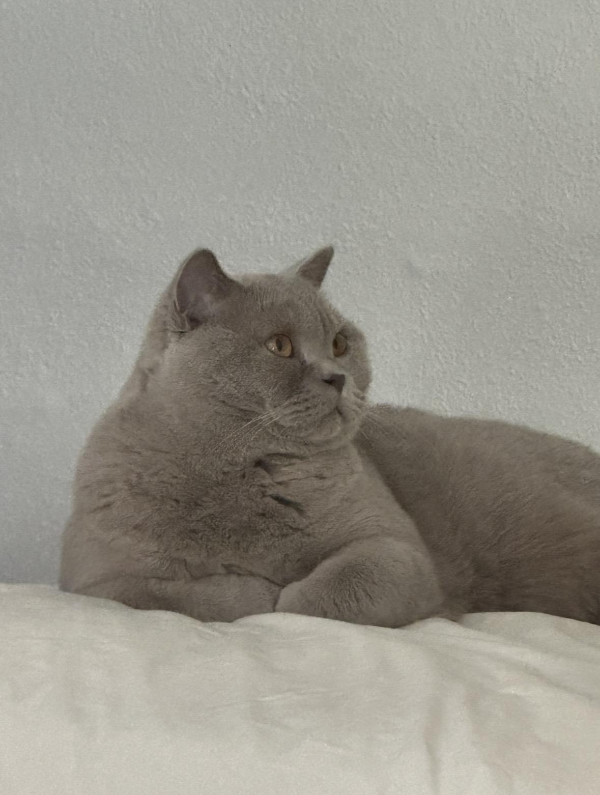 Enlarge Mochi, a ADOPTABLE British Shorthair in Redondo Beach, CA image 2/5