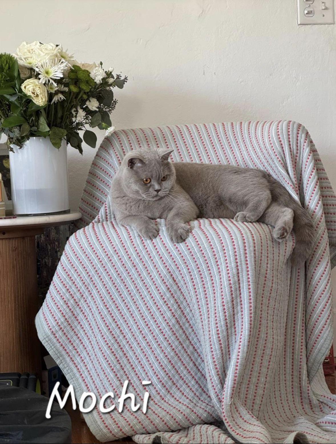 Enlarge Mochi, a ADOPTABLE British Shorthair in Redondo Beach, CA image 4/5
