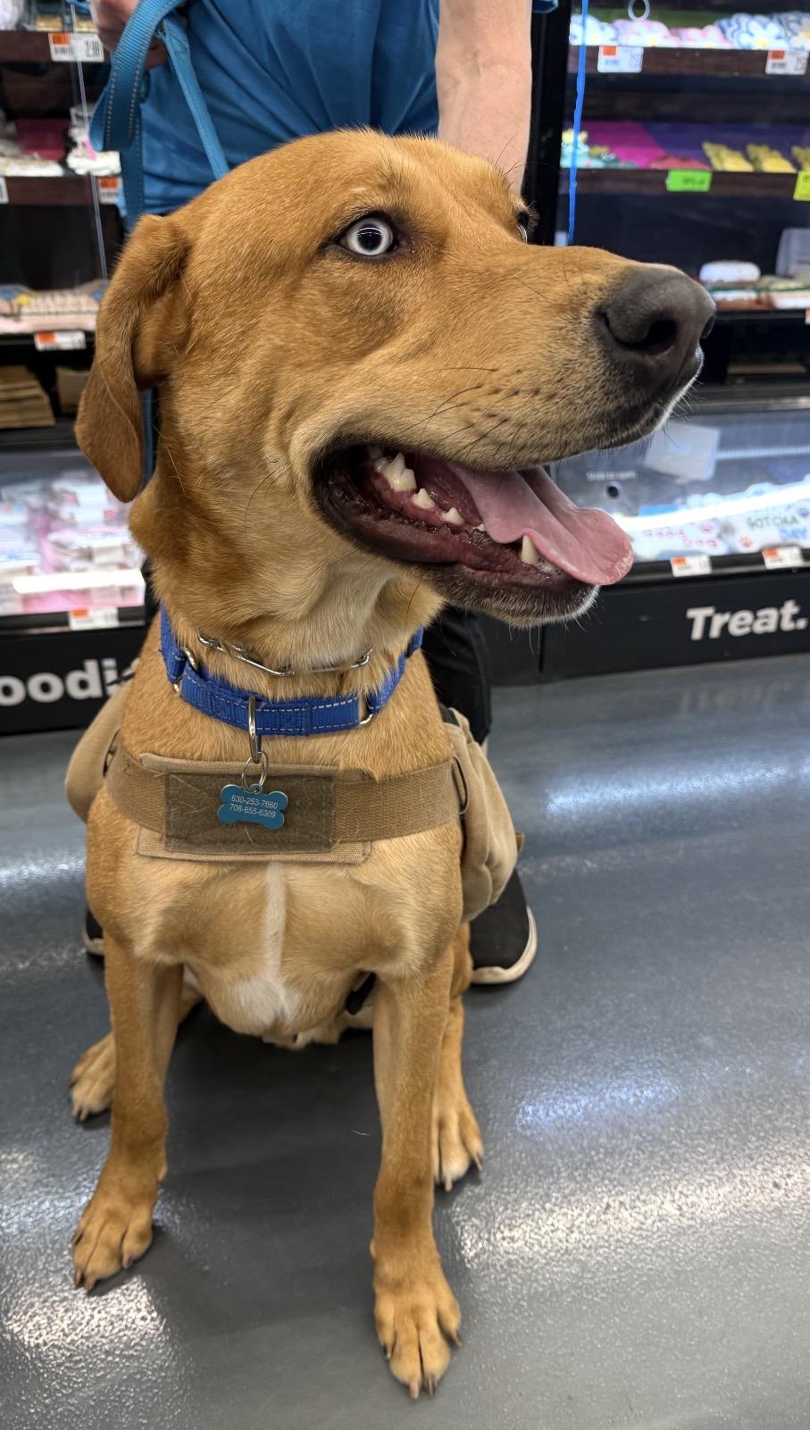 Enlarge Billy Boy, a Adoptable mixed breed in North Aurora, IL image 4/5
