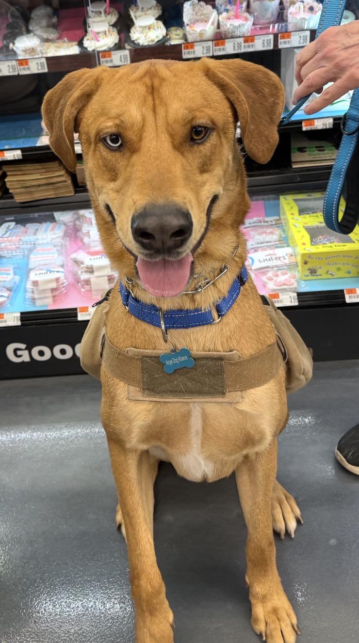 Enlarge Billy Boy, a Adoptable mixed breed in North Aurora, IL image 5/5