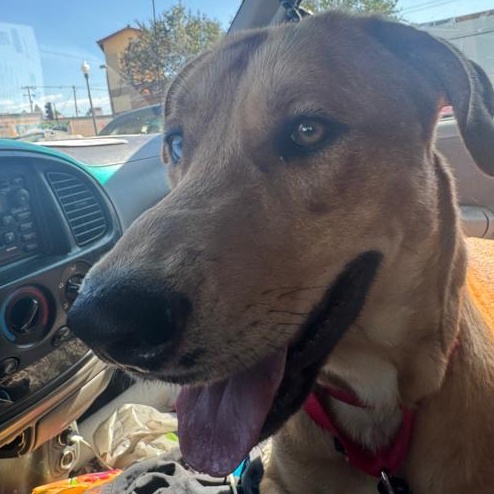 Enlarge Billy Boy, a Adoptable mixed breed in North Aurora, IL image 3/5