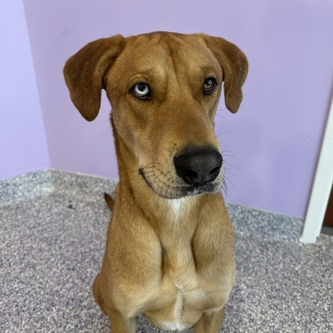 Enlarge Billy Boy, a Adoptable mixed breed in North Aurora, IL image 1/5