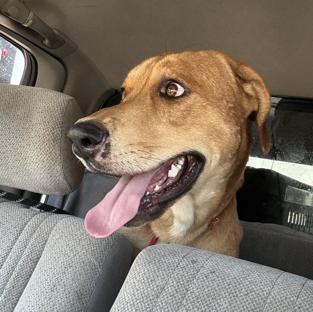 Enlarge Billy Boy, a Adoptable mixed breed in North Aurora, IL image 2/5